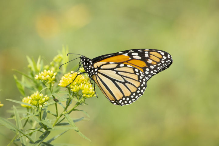 butterfly