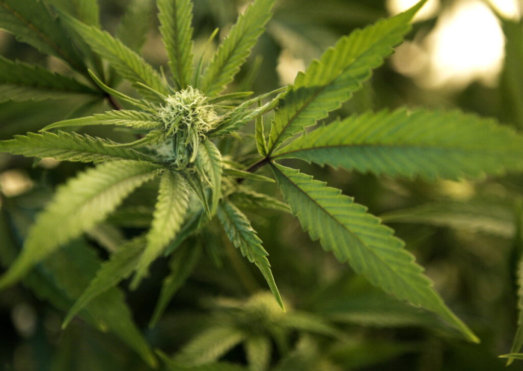 cannabis