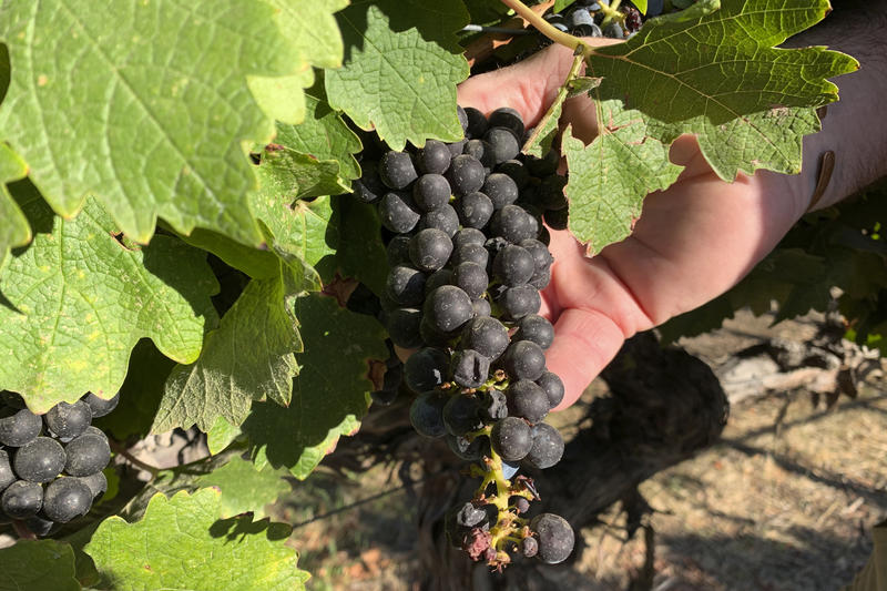 grapes